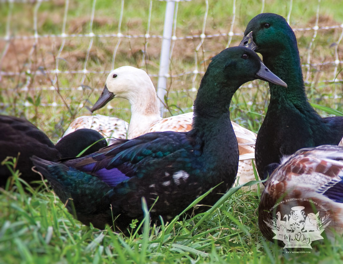 Duck Eggs (Organically Fed | Non-GMO | Pasture Raised | Extra Large) PICK-UP ONLY in Zachary and Clinton